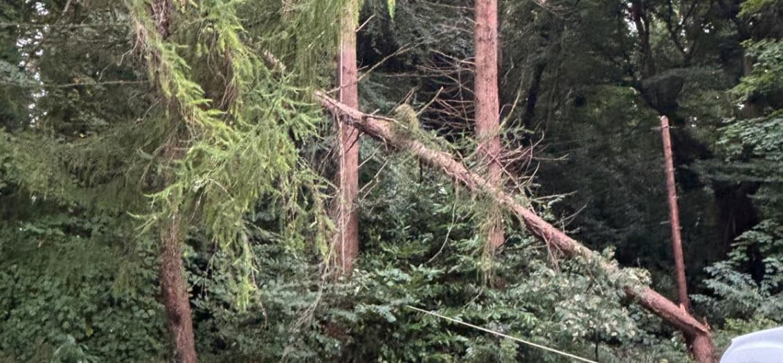 Photo of tree falling