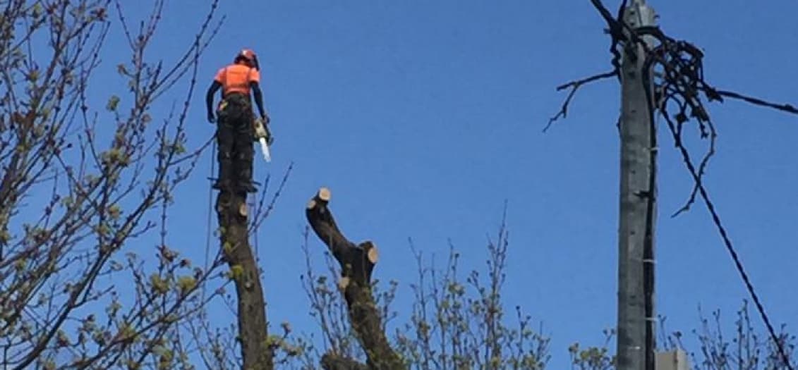 Photo of man cutting down tree near electricity wires