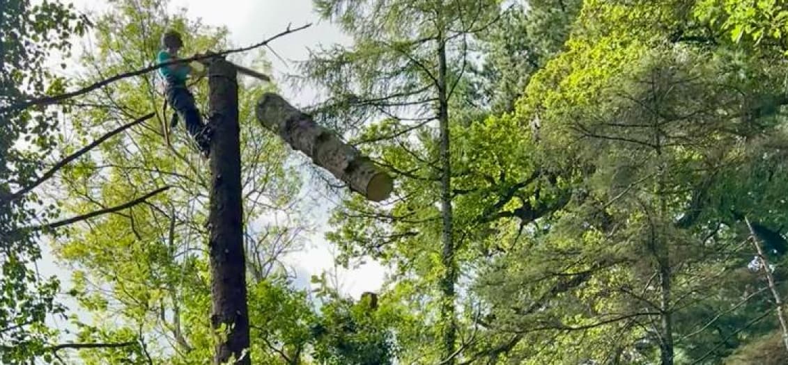 Photo of man cutting down tree near electricity wires