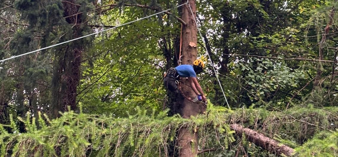 Photo of a man pruning a tree